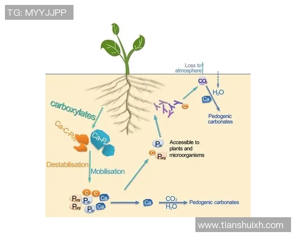 成都极限运动队的区域防守策略与热点分析探讨
